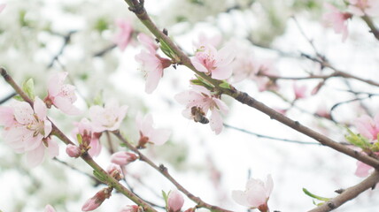 spring flowers fruit trees close up background
