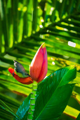 Bird drinking nectar from the red flower on dense green leaf background