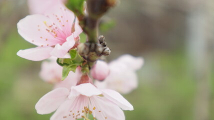 spring flowers fruit trees close up background