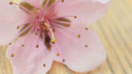 close up of pink flower