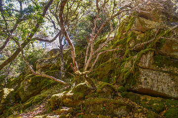 branches in the forest