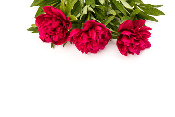 Peony flower closeup isolated on white background