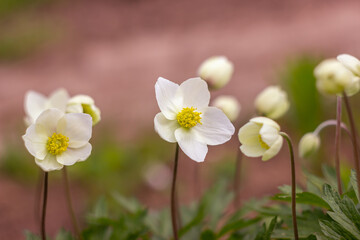 White flowers Anemone forest full opening in springtime. Perennial herbaceous plant Rununculaceae family. Selective focus