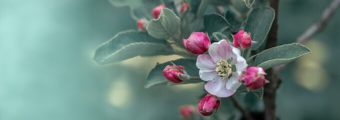Open pink flowers and buds apple tree. Spring blooming branches in garden. Nature background in early spring.