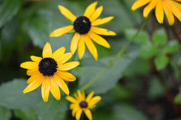 beautiful yellow sunflower