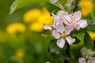 Open pink flowers and buds apple tree. Spring blooming branches in garden. Nature background in early spring.