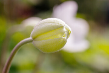 White  buds  flowers Anemone forest in springtime. Perennial herbaceous plant Rununculaceae family. Selective focus.