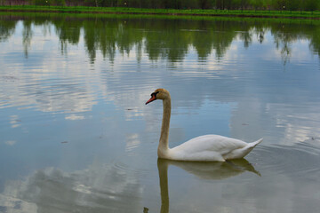 Portrait of a snow-white swan in a pond