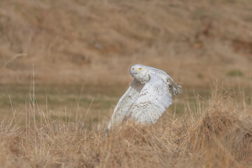 A great strong white owl with huge yellow eyes and wide spread wings flying above steppe. Light beige grass in the background. Snowy Owl, Bubo scandiacus.