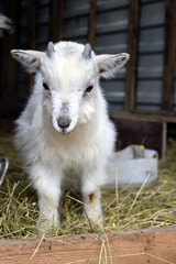 A young goat to chew hay.
