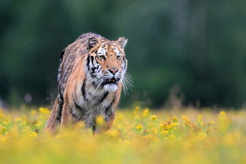 The largest cat in the world, Siberian tiger, Panthera Tigris altaica, running across a meadow full of yellow flowers directly to the camera. Impressionistic scene of the top predator in a nature.