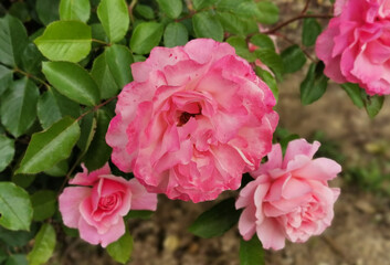 Rosa chinensis Jacq. Bengal rose, China rose, Chinese rose 