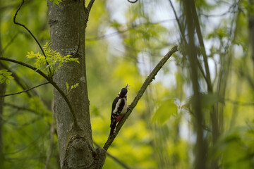 Obraz premium great spotted woodpecker in wild