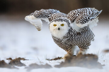 Close-up portrait of a great strong white owl with huge yellow eyes. Snowy Owl, Bubo scandiacus.