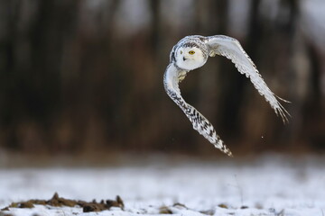 A great strong white owl with huge yellow eyes and wide spread wings flying above snowy steppe. Snowy Owl, Bubo scandiacus.