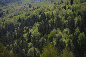 Pine forest on the green hills of Transylvania, Romania.