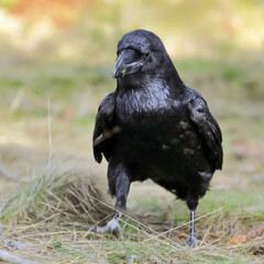 Close-up portrait of black raven in forest, Common Raven, Corvus corax.