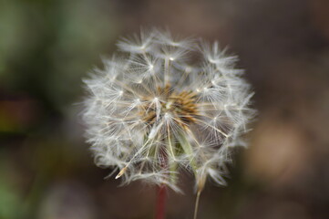 Seed stand of the dandelion in the garden