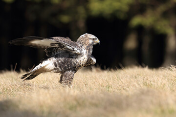 Close-up photo of buzzard. Rough-legged Buzzard, Buteo lagopus.
