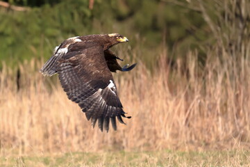 A great strong bird of prey Steppe Eagle, Aquila nipalensis, flying in a dynamic pose in neutral background.