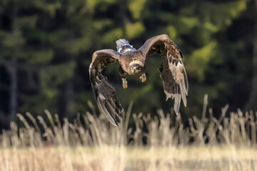 A great strong bird of prey Steppe Eagle, Aquila nipalensis, flying over the grass directly to the photographer, green forest in the background.