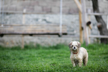 Wet small and dirty dog after a rain in a mountain village in Transylvania, Romania.