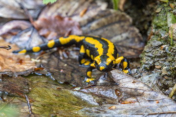 Feuersalamnder.Salamandra salamandra.(Linnaeus, 1758)