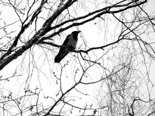 crow on tree
