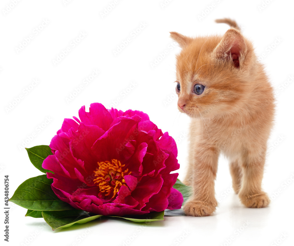 Wall mural Red peonies and cat.