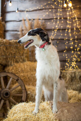 Portrait of a black and white Russian greyhound sitting on bales of straw on a wooden background with garlands and a cart wheel