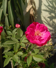 pink rose bush in the garden, nature photography