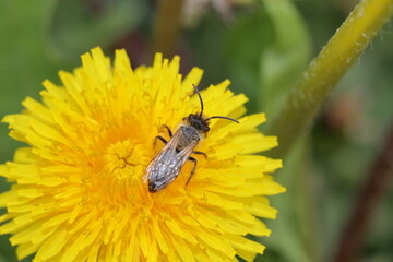 Wasp on dandelion