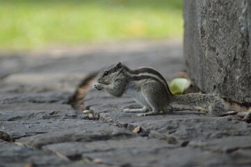 Squirrel in the park 
