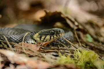 The snake is already crawling in the forest