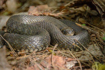 The snake is already crawling in the forest
