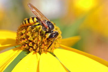 Wasp on dandelion