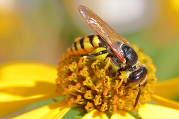 Wasp on dandelion