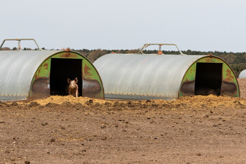 Free range pigs seeking shelter in their sty during a hot summer's day