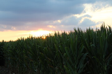 Corn Sunset 
