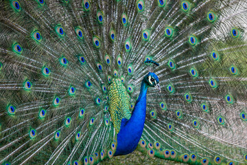 Obraz premium Pavo Real