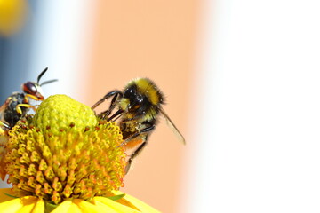 Bee on dandelion