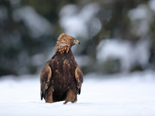 Close-up portrait of Golden Eagle in natural environtment, winter time, Aquila chrysaetos.