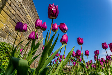 A low angle looking up at purple and pink tulips against a clear bright blue sky