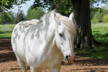 Elegant White Horse