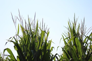 Corn with blue sky
