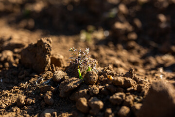 A small sapling sprouting through thick soil on a farm field, growth concept