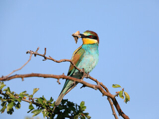 Close-up portrait of Bee-eater sitting on the tree with a caught butterfly in the beak. Flying jewel. European Bee-eater, Merops apiaster