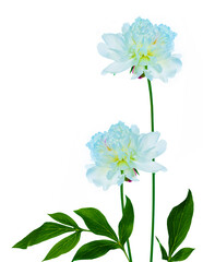 Colorful bright flower peony. nature