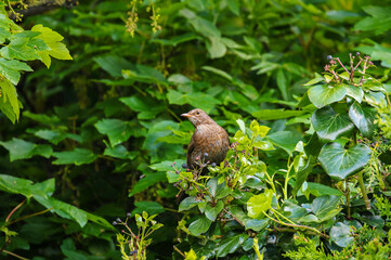 Female blackbird (Turdus merula) perched on bright green leaves of tree. Common garden bird in Ireland with brown plumage. Fresh nature background