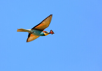 Action photo. Bee-eater flying with a caught butterfly in a beak in a dynamic pose. Flying jewel. European Bee-eater, Merops apiaster